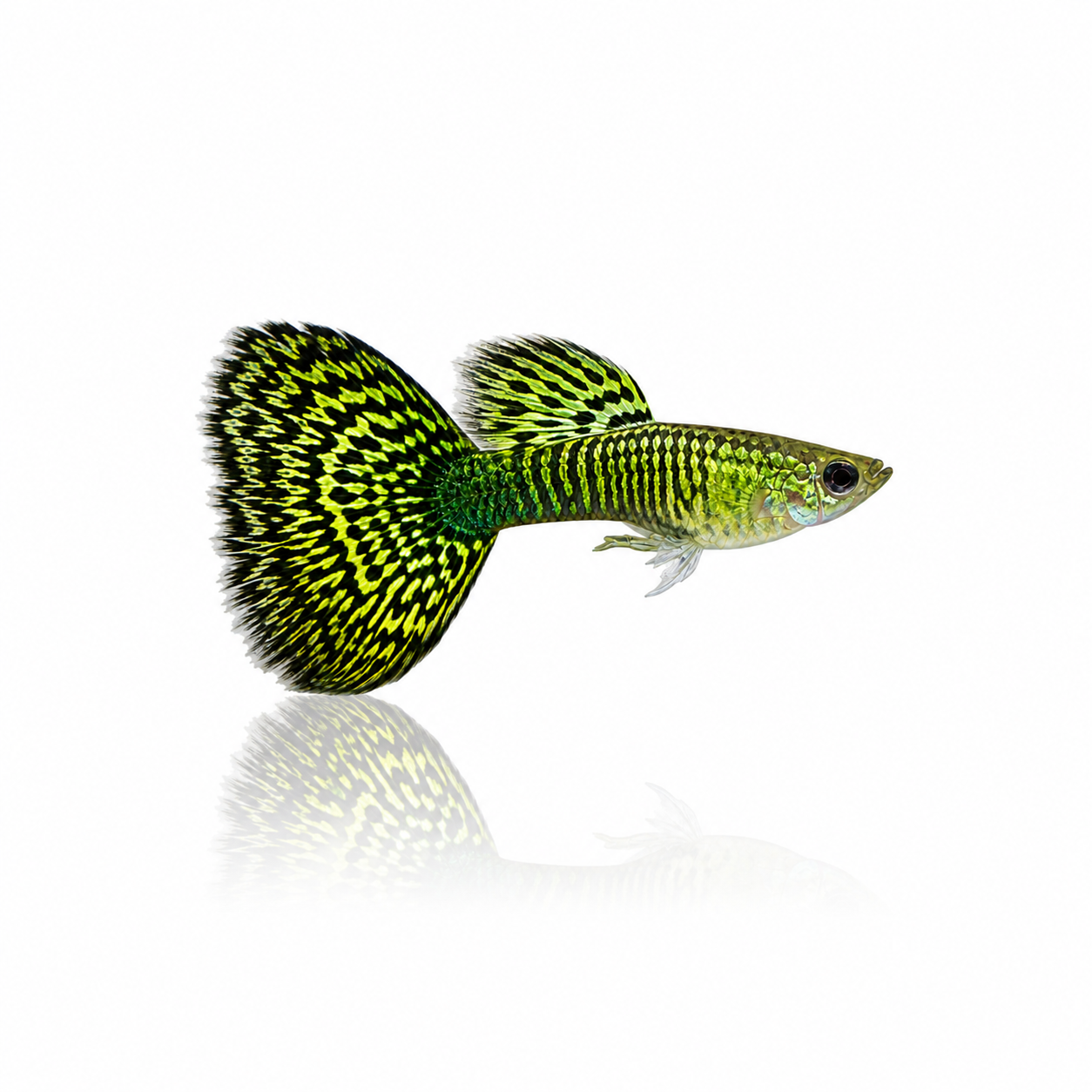 Green Cobra Guppy Males