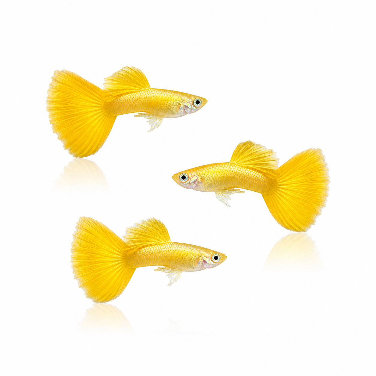 Golden Yellow Guppy Males