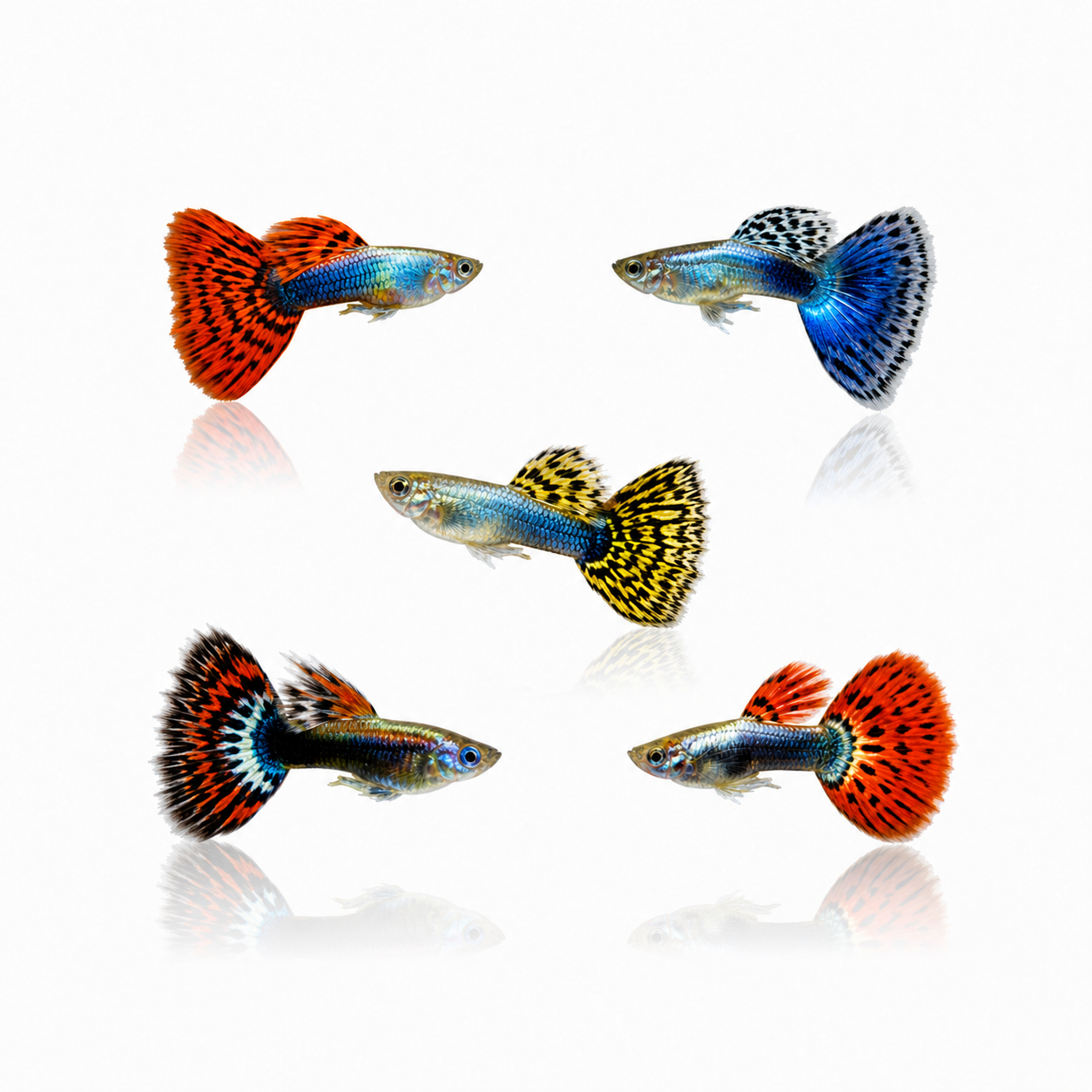 Guppy Males Assorted