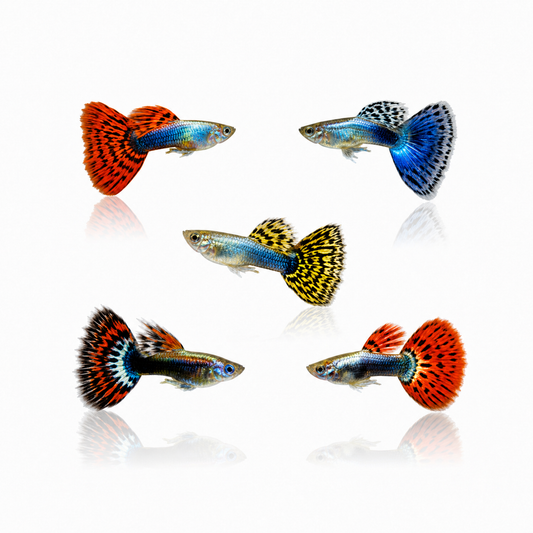 Guppy Males Assorted