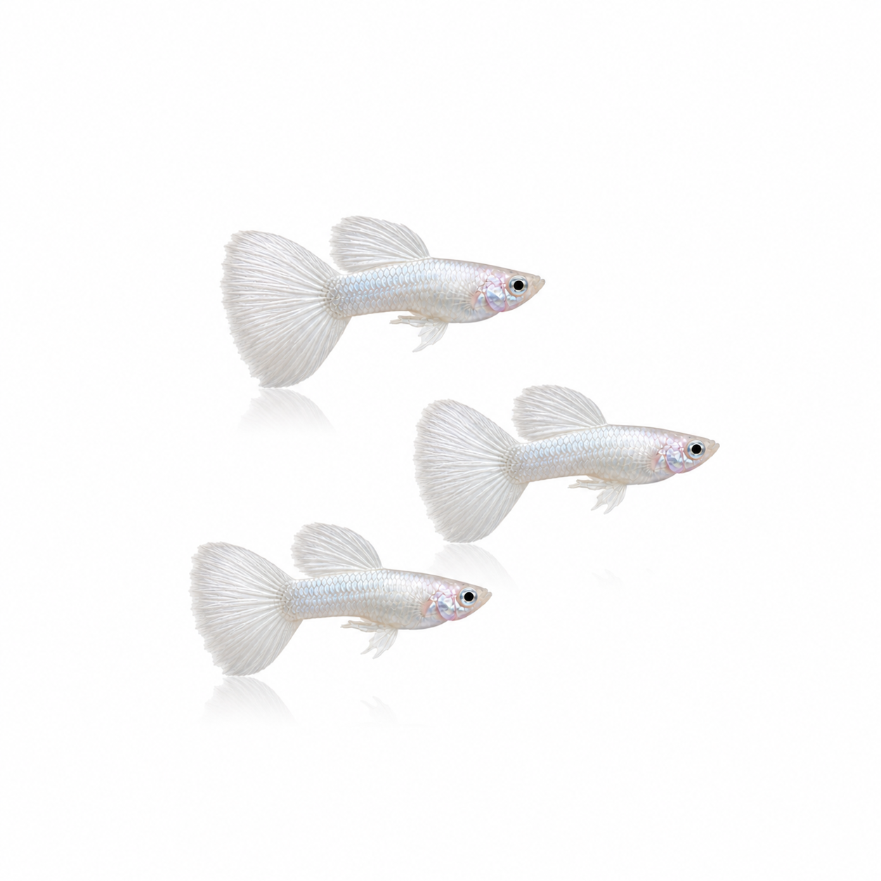 Platinum White Guppy Males
