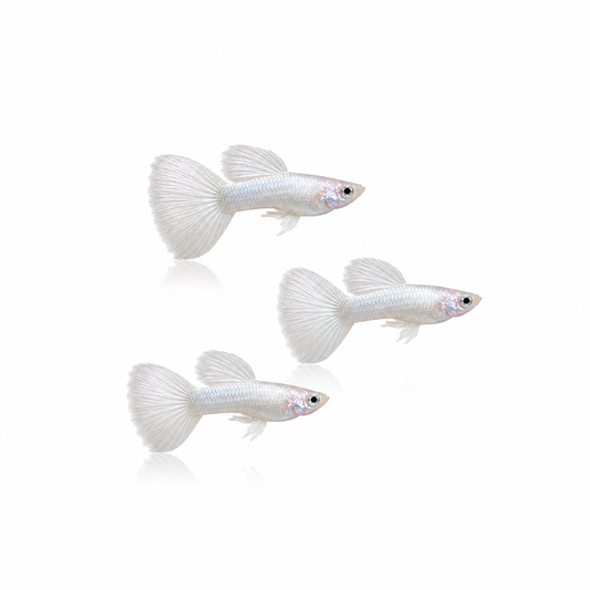 Platinum White Guppy Males