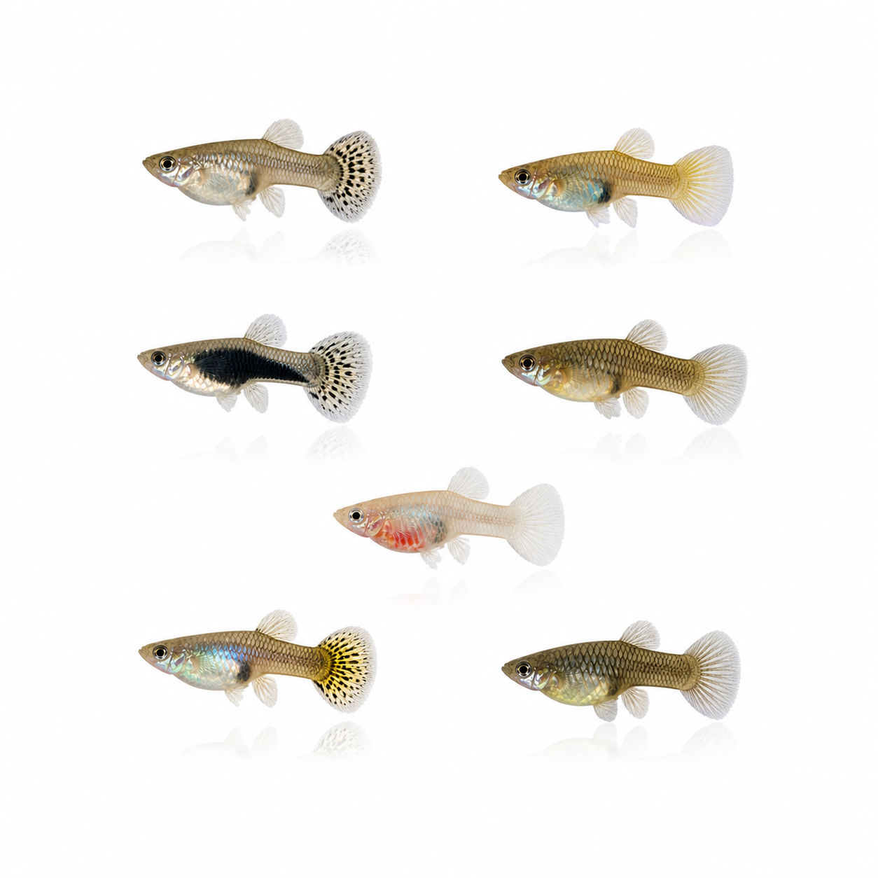 Assorted Guppy Females