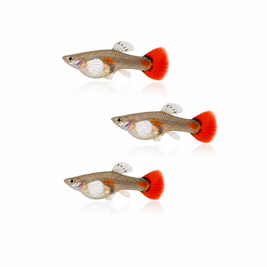 Dumbo Koi Redtail Guppy Females