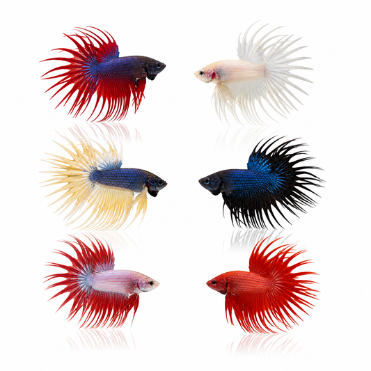 Crowntail Siamese Fighters Assorted Males