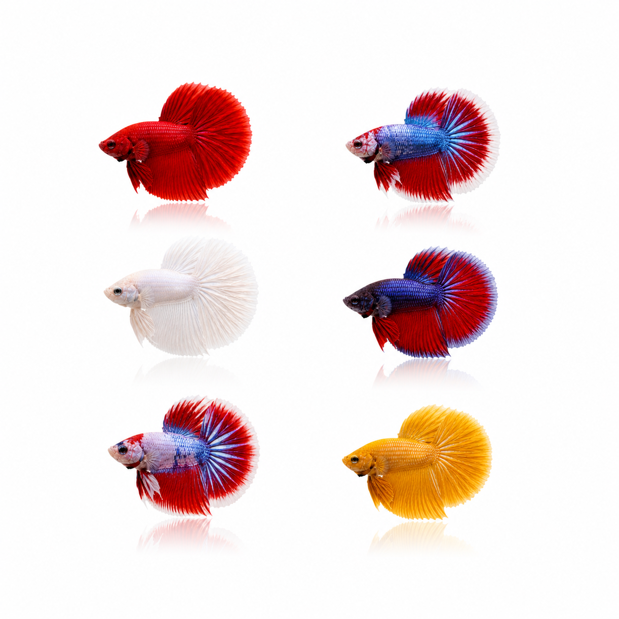 Red Halfmoon Siamese Fighters (Males)