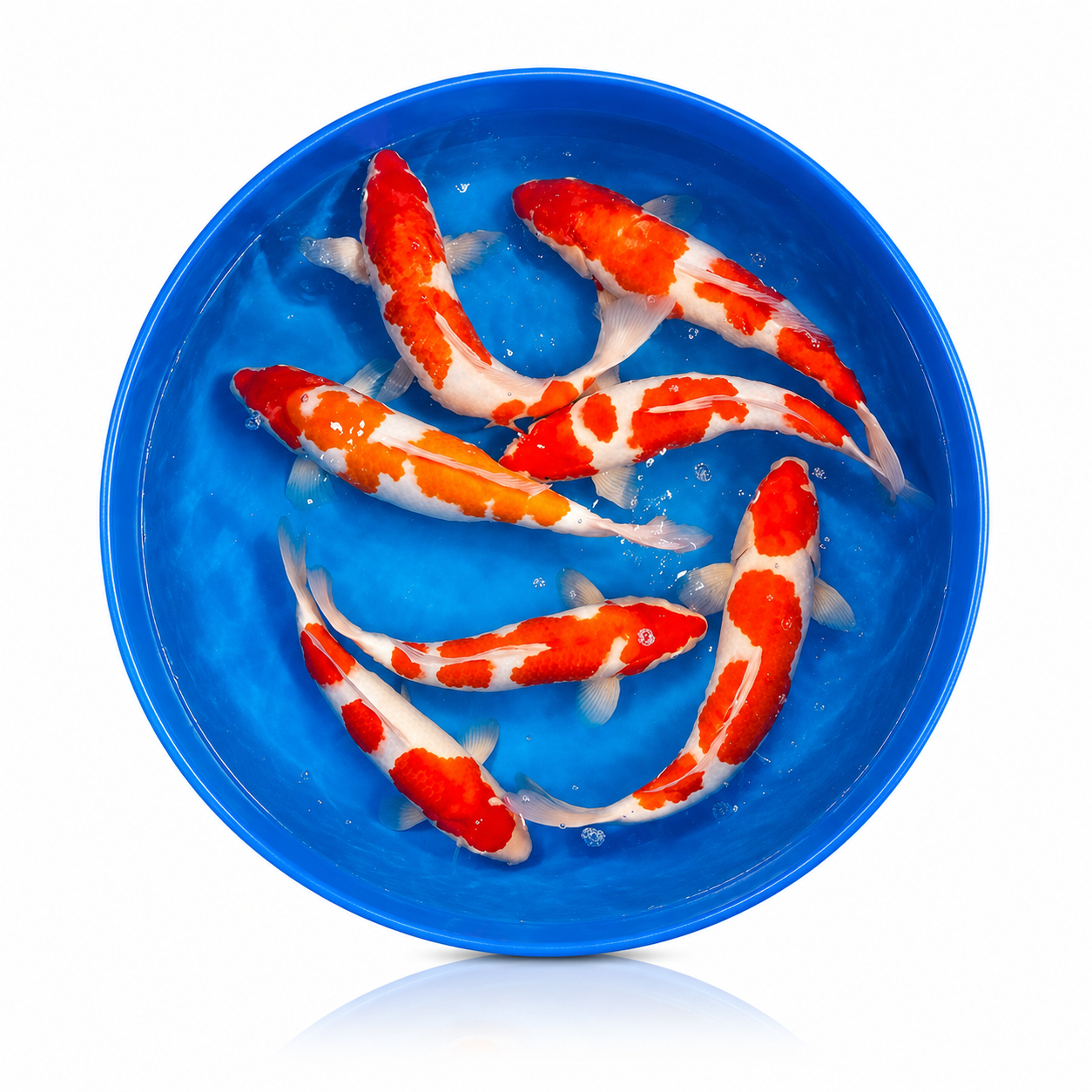 Red Koi (Standard)