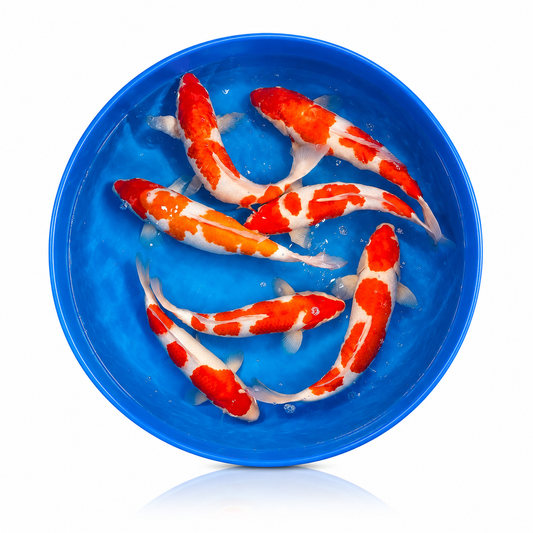 Red Koi (Standard)