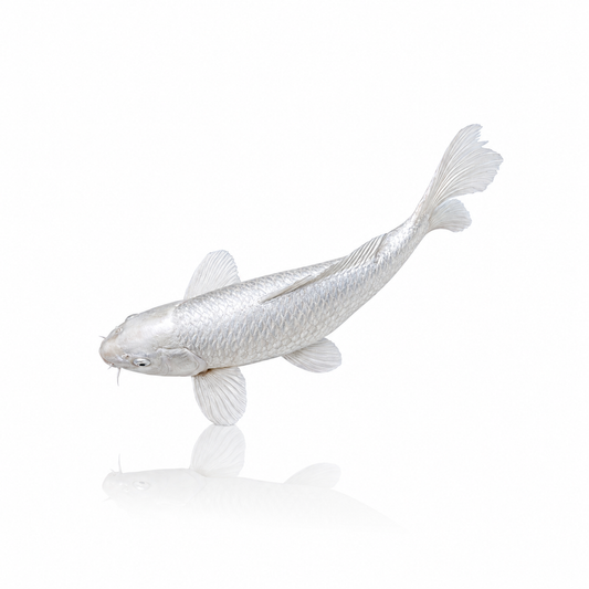 White Koi (Standard)