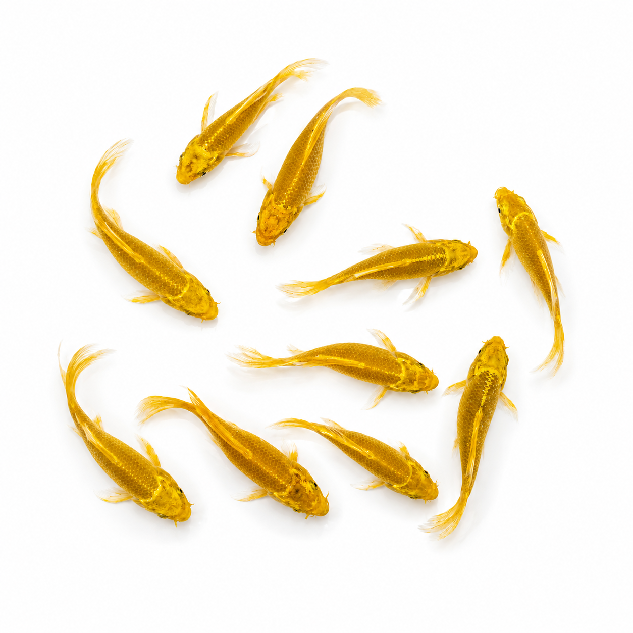 Yellow Ogon Koi (Standard)