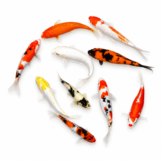 Assorted Koi (A-Grade)