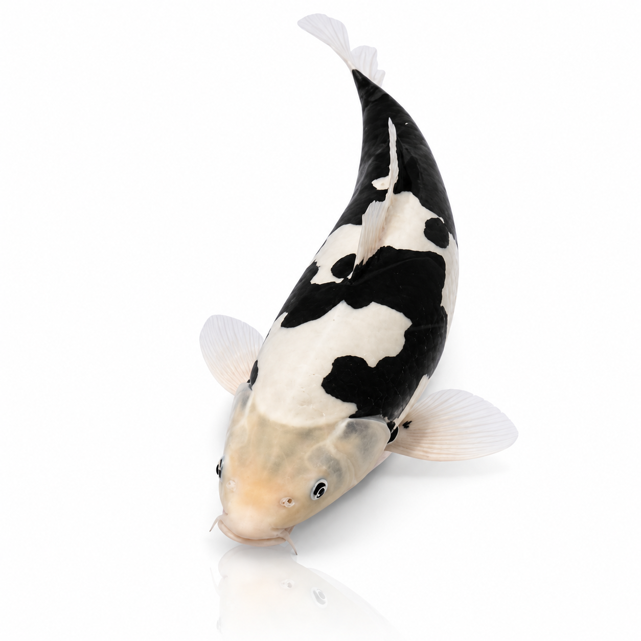 Kumonryu Koi (A-Grade)