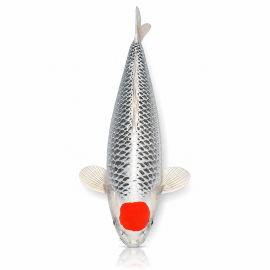 Hariwaki/ Kujaku Koi (A-Grade)