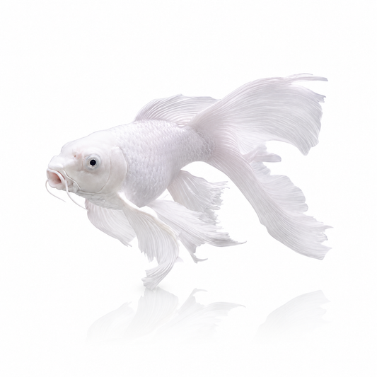 Butterfly Koi (AA-Grade)