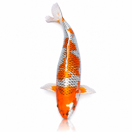 Hariwaki/ Kujaku Koi (AA-Grade)