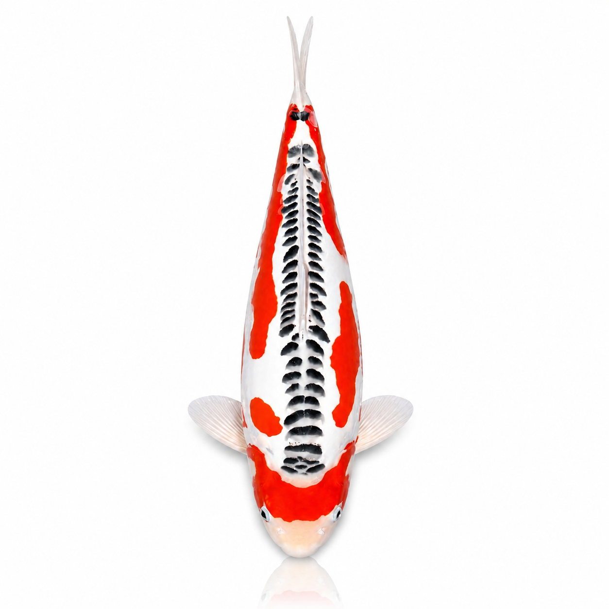 Shusui/Asagi Koi (AA-Grade)