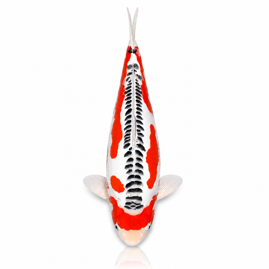 Shusui/Asagi Koi (AA-Grade)