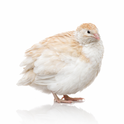 POL Jumbo Coturnix Quail Hens