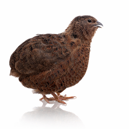 POL Jumbo Coturnix Quail Hens