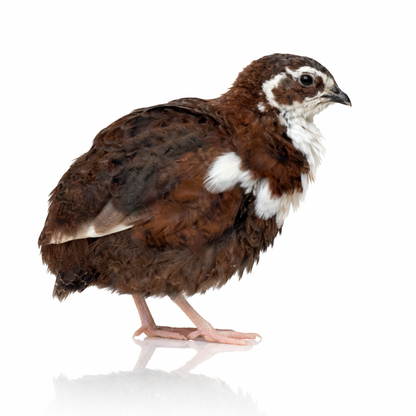 POL Jumbo Coturnix Quail Hens