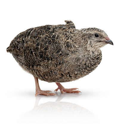 POL Jumbo Coturnix Quail Hens