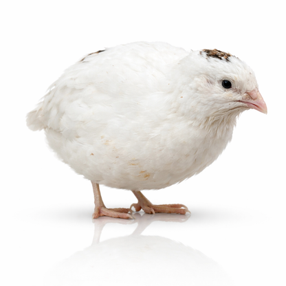 POL Jumbo Coturnix Quail Hens