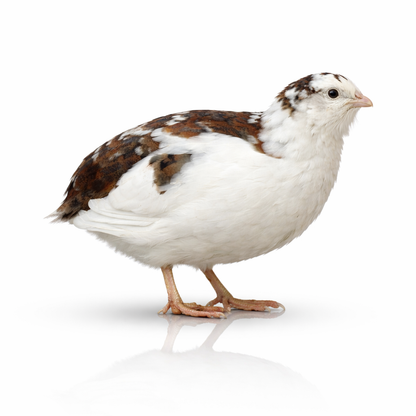 POL Jumbo Coturnix Quail Hens