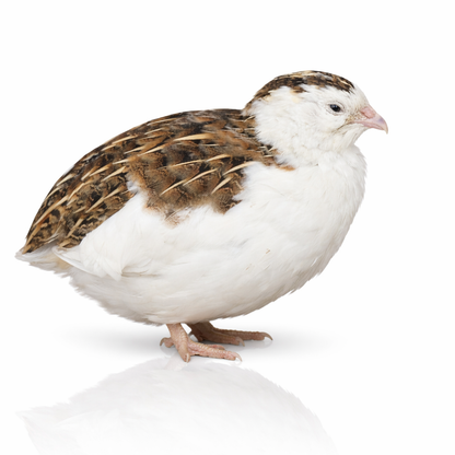 POL Jumbo Coturnix Quail Hens