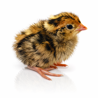 Day Old Live Jumbo Coturnix Quail Chicks