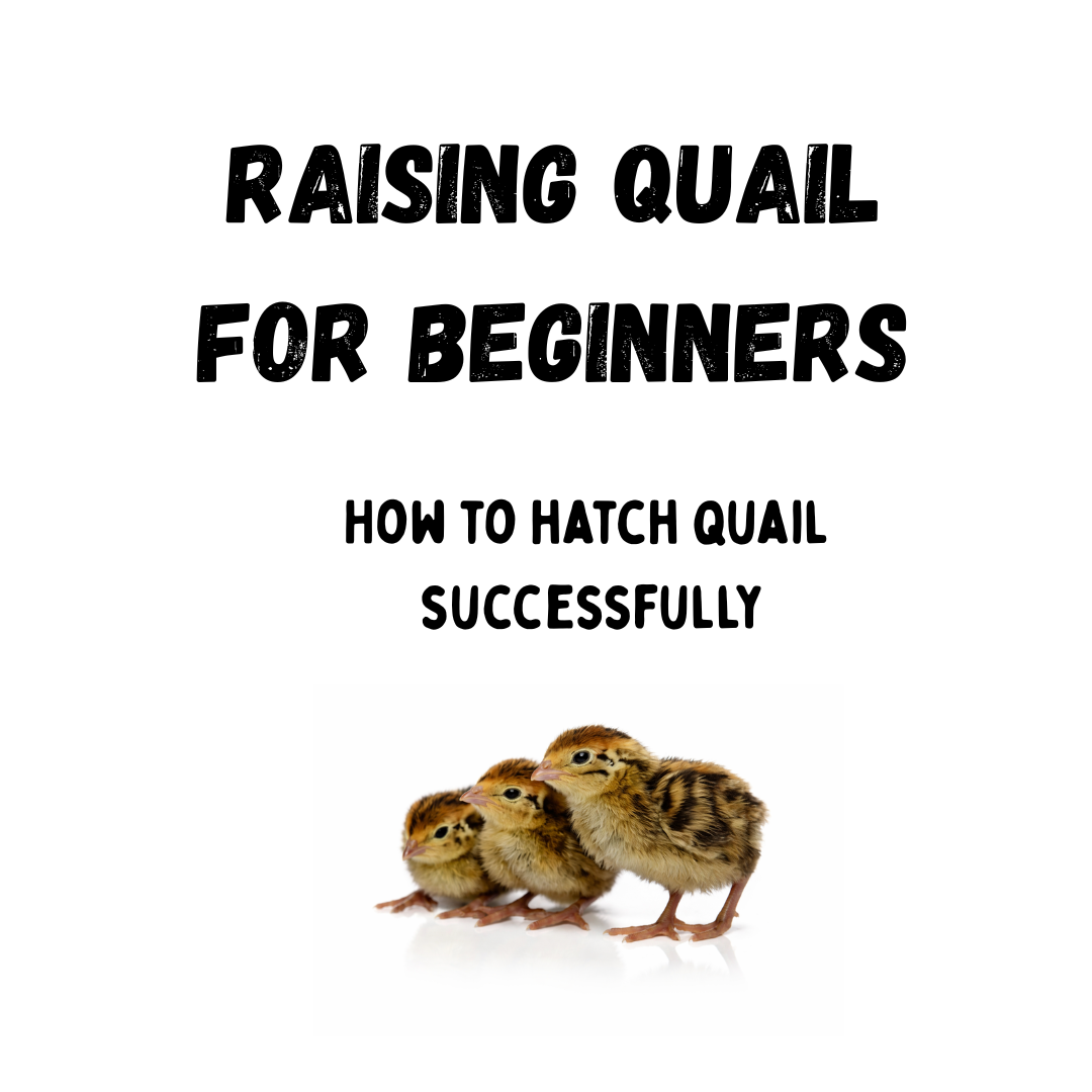 Quail Hatching Starter Kit