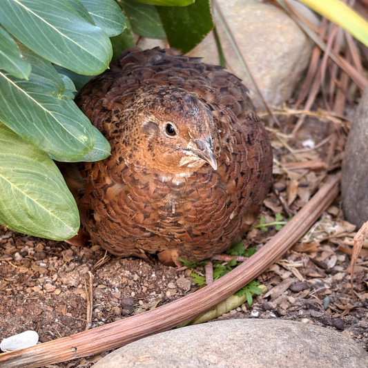 Chestnut the Quail