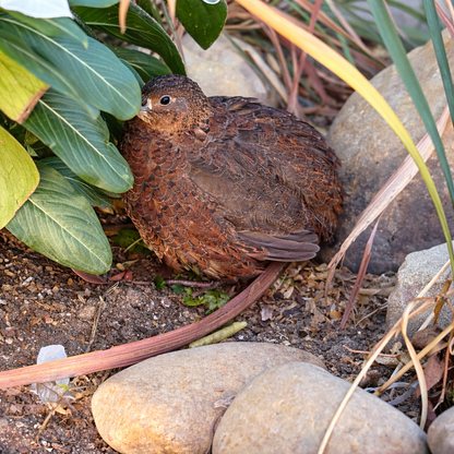 Chestnut the Quail