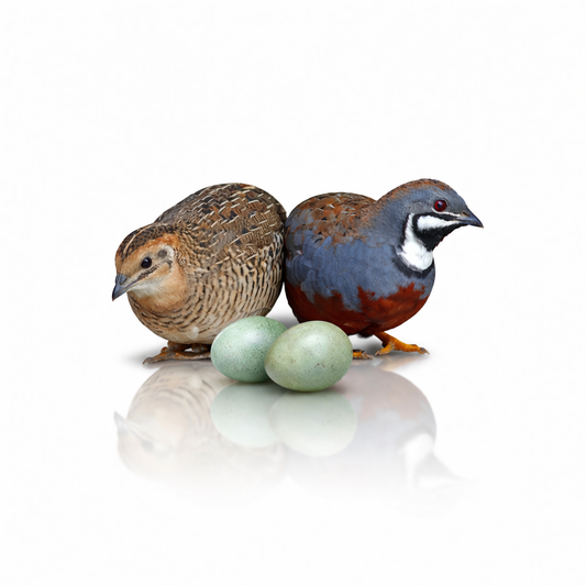 Chinese Painted Quail Fertile Eggs