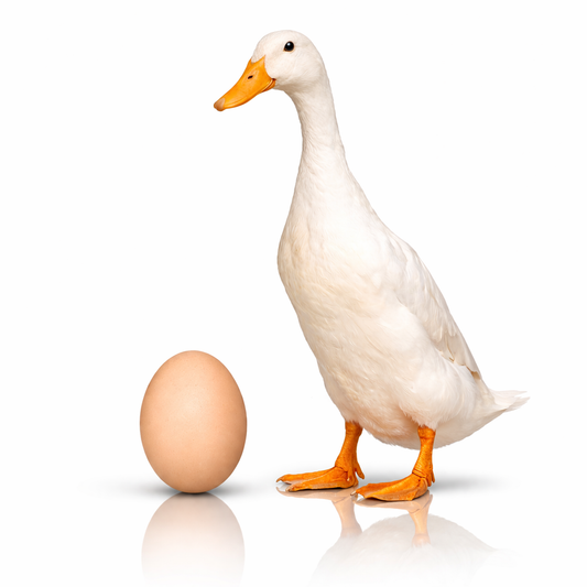 Show Quality Indian Runner Duck Eggs