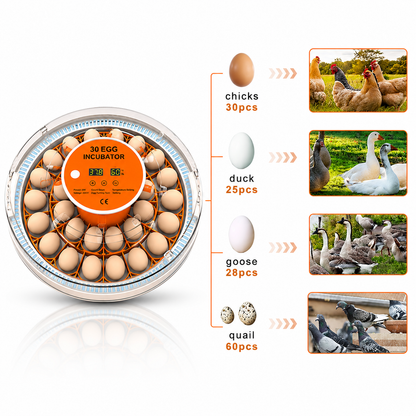 30 Chicken Egg incubator \ 60 Quail Eggs