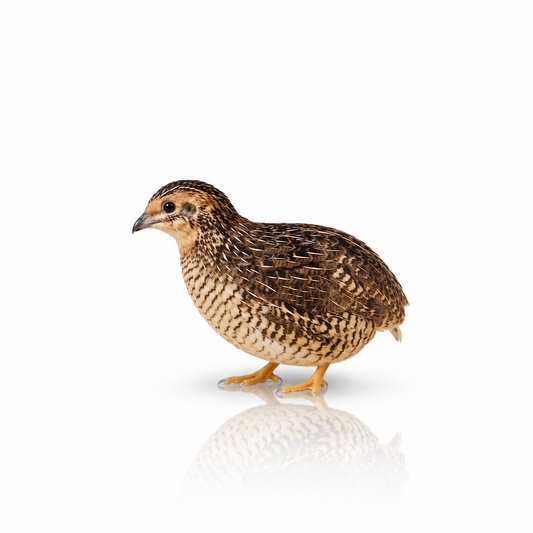 Pre-Order Button Quail Hens