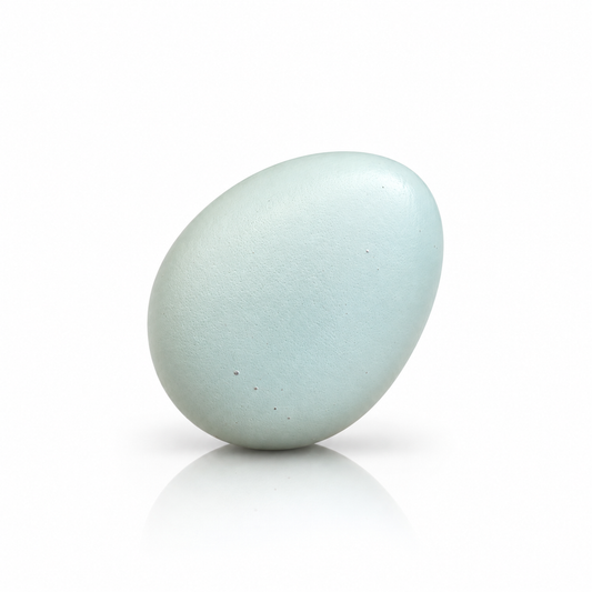 Rare Celadon (blue/ teal) Jumbo Coturnix Quail Eggs