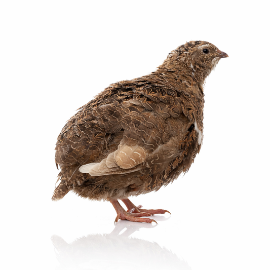POL Jumbo Coturnix Quail Hens