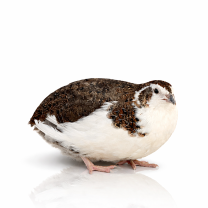 POL Jumbo Coturnix Quail Hens