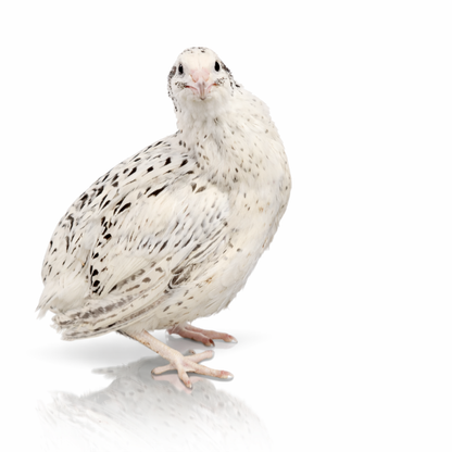 POL Jumbo Coturnix Quail Hens