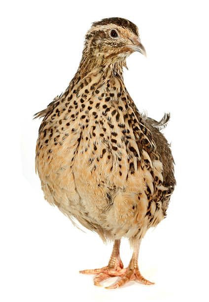 POL Jumbo Coturnix Quail Hens