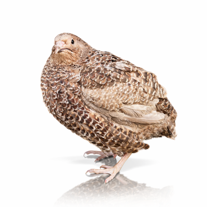 POL Jumbo Coturnix Quail Hens