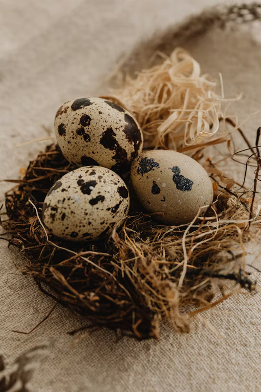 Fertile Jumbo Coturnix Quail eggs