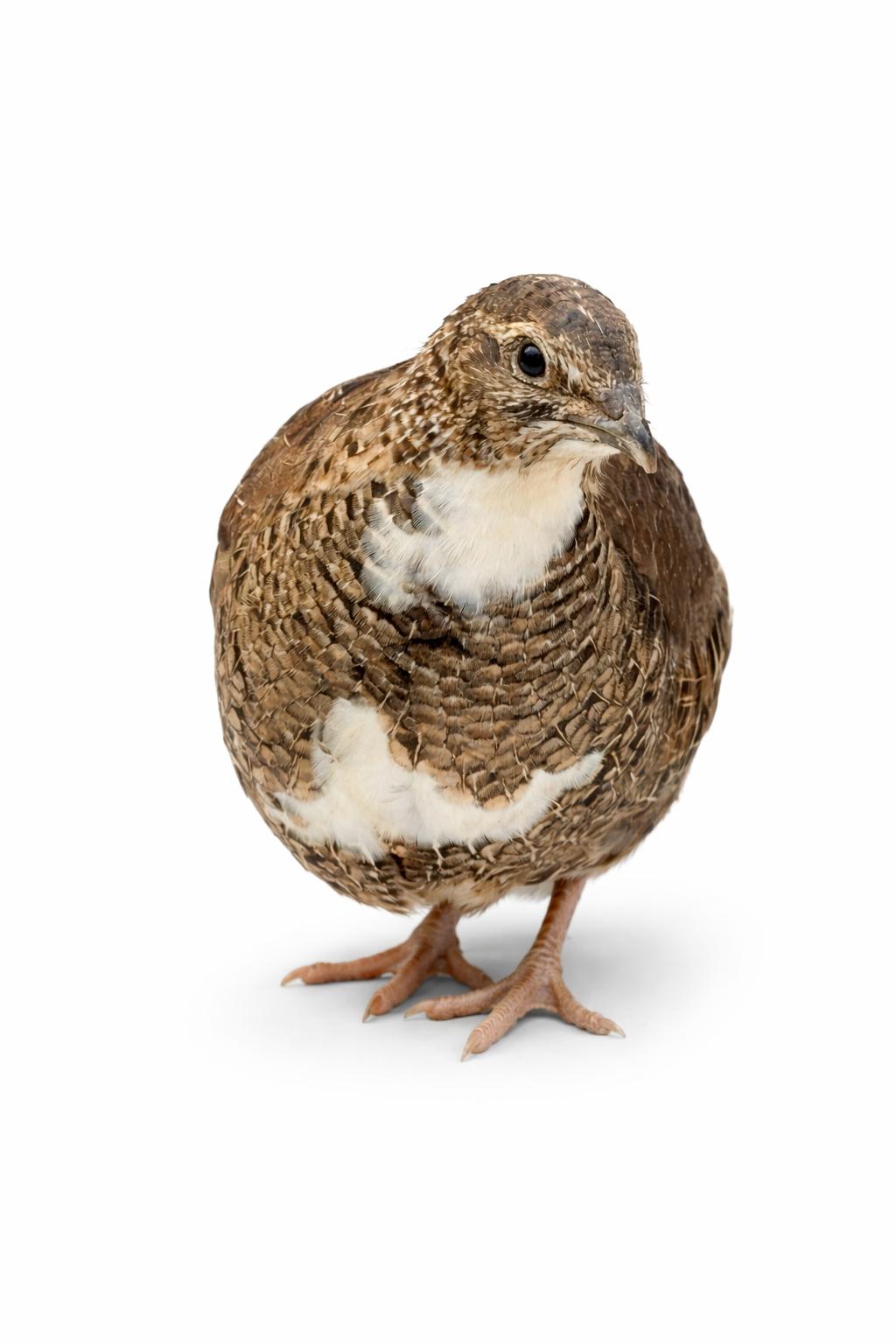 POL Jumbo Coturnix Quail Hens